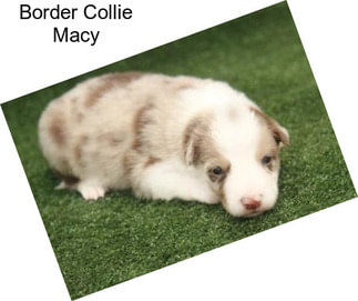 Border Collie Macy