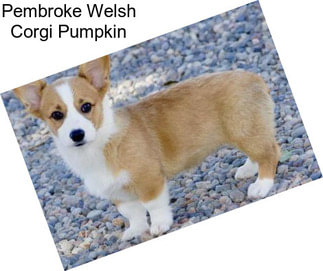 Pembroke Welsh Corgi Pumpkin