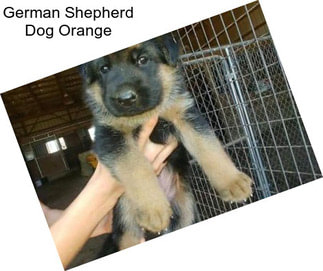 German Shepherd Dog Orange