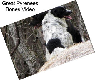 Great Pyrenees Bones Video