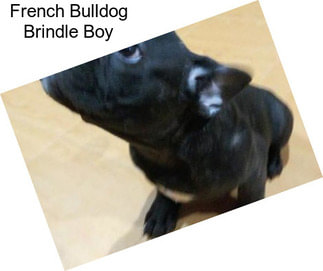 French Bulldog Brindle Boy