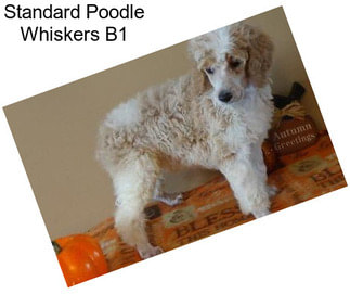 Standard Poodle Whiskers B1