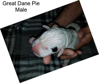 Great Dane Pie Male
