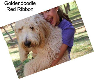 Goldendoodle Red Ribbon