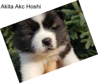 Akita Akc Hoshi