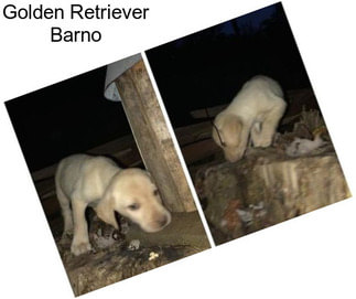 Golden Retriever Barno