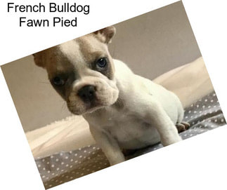 French Bulldog Fawn Pied