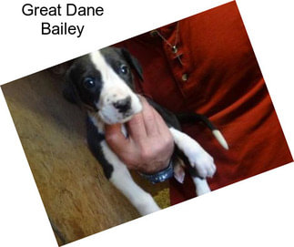 Great Dane Bailey
