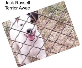 Jack Russell Terrier Awac