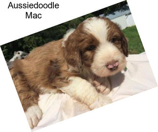 Aussiedoodle Mac