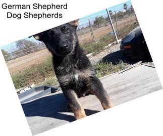 German Shepherd Dog Shepherds