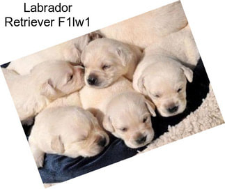 Labrador Retriever F1lw1