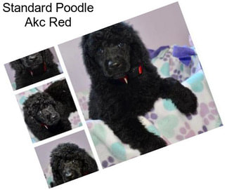 Standard Poodle Akc Red