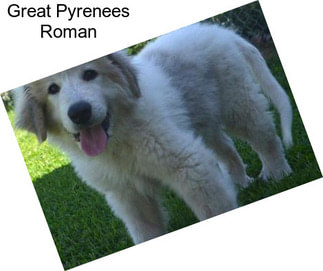 Great Pyrenees Roman