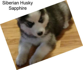 Siberian Husky Sapphire