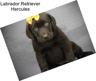 Labrador Retriever Hercules