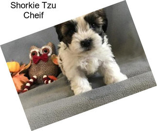 Shorkie Tzu Cheif