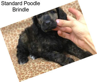 Standard Poodle Brindle