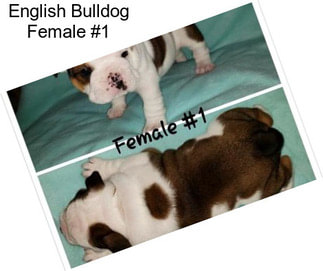 English Bulldog Female #1