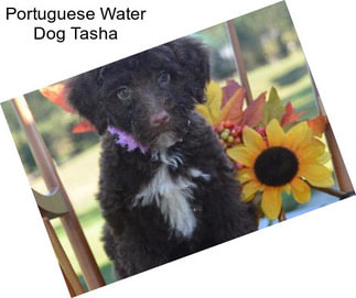 Portuguese Water Dog Tasha