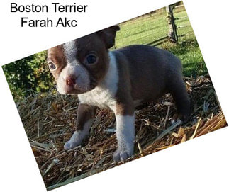 Boston Terrier Farah Akc