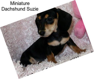 Miniature Dachshund Suzie