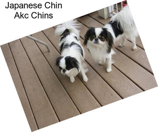 Japanese Chin Akc Chins