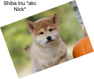 Shiba Inu *akc Nick*