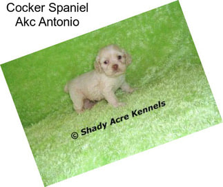 Cocker Spaniel Akc Antonio