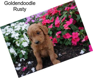 Goldendoodle Rusty