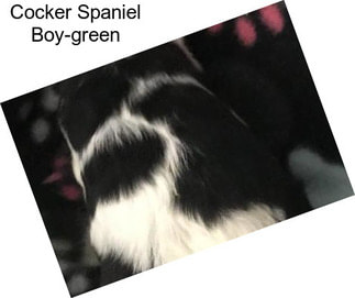 Cocker Spaniel Boy-green