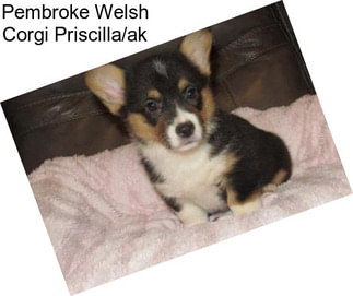 Pembroke Welsh Corgi Priscilla/ak