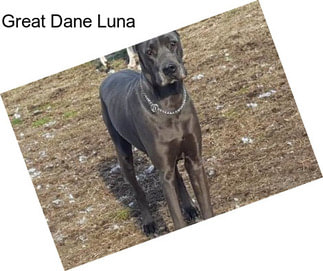 Great Dane Luna