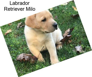 Labrador Retriever Milo