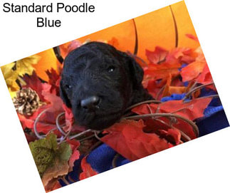Standard Poodle Blue