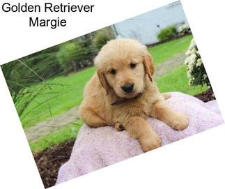 Golden Retriever Margie