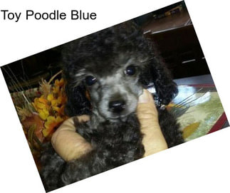 Toy Poodle Blue