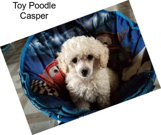 Toy Poodle Casper