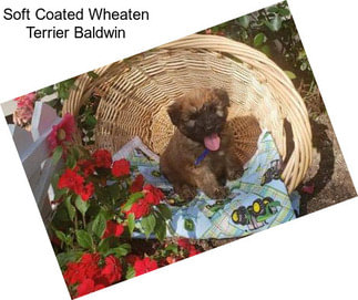 Soft Coated Wheaten Terrier Baldwin