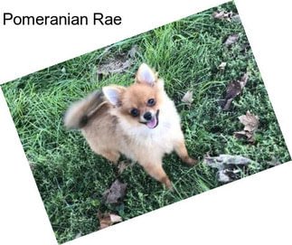 Pomeranian Rae