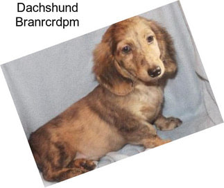 Dachshund Branrcrdpm