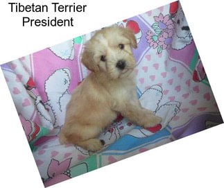 Tibetan Terrier President