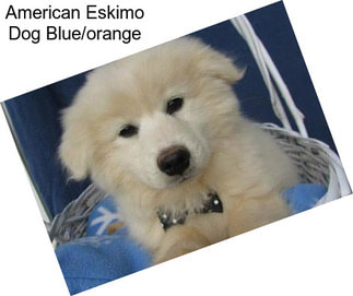 American Eskimo Dog Blue/orange