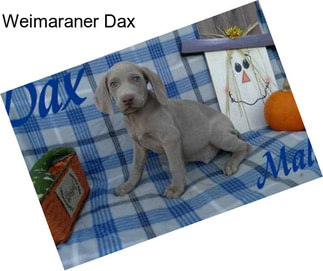 Weimaraner Dax