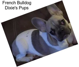French Bulldog Dixie\'s Pups