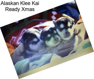 Alaskan Klee Kai Ready Xmas