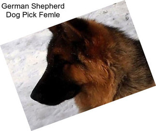 German Shepherd Dog Pick Femle