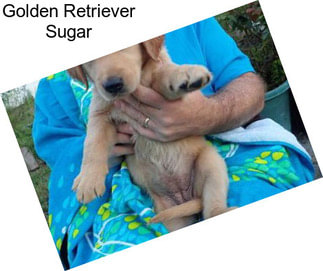 Golden Retriever Sugar