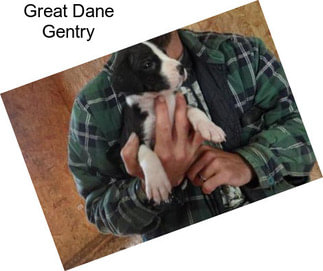 Great Dane Gentry