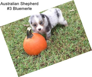 Australian Shepherd #3 Bluemerle